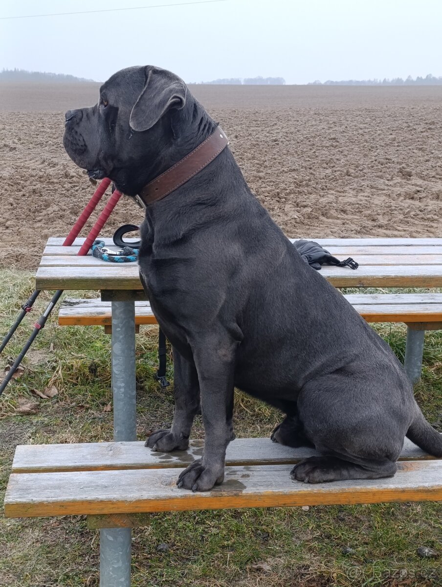Cane CORSO - NABÍDKA KE KRYTÍ - 3