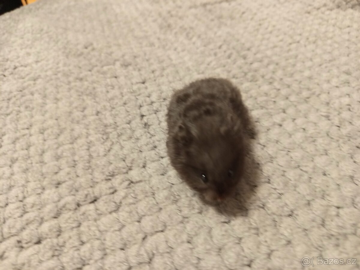 Křeček syrský - mláďata - 3