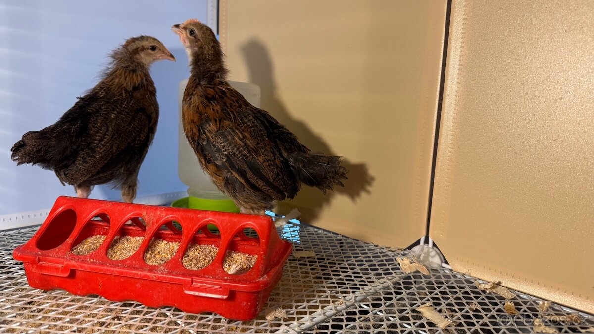 Vlaška koroptví - 3