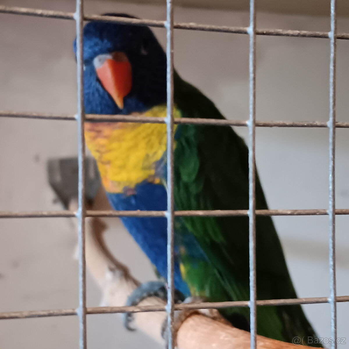 Lori mnohobarvý - 3