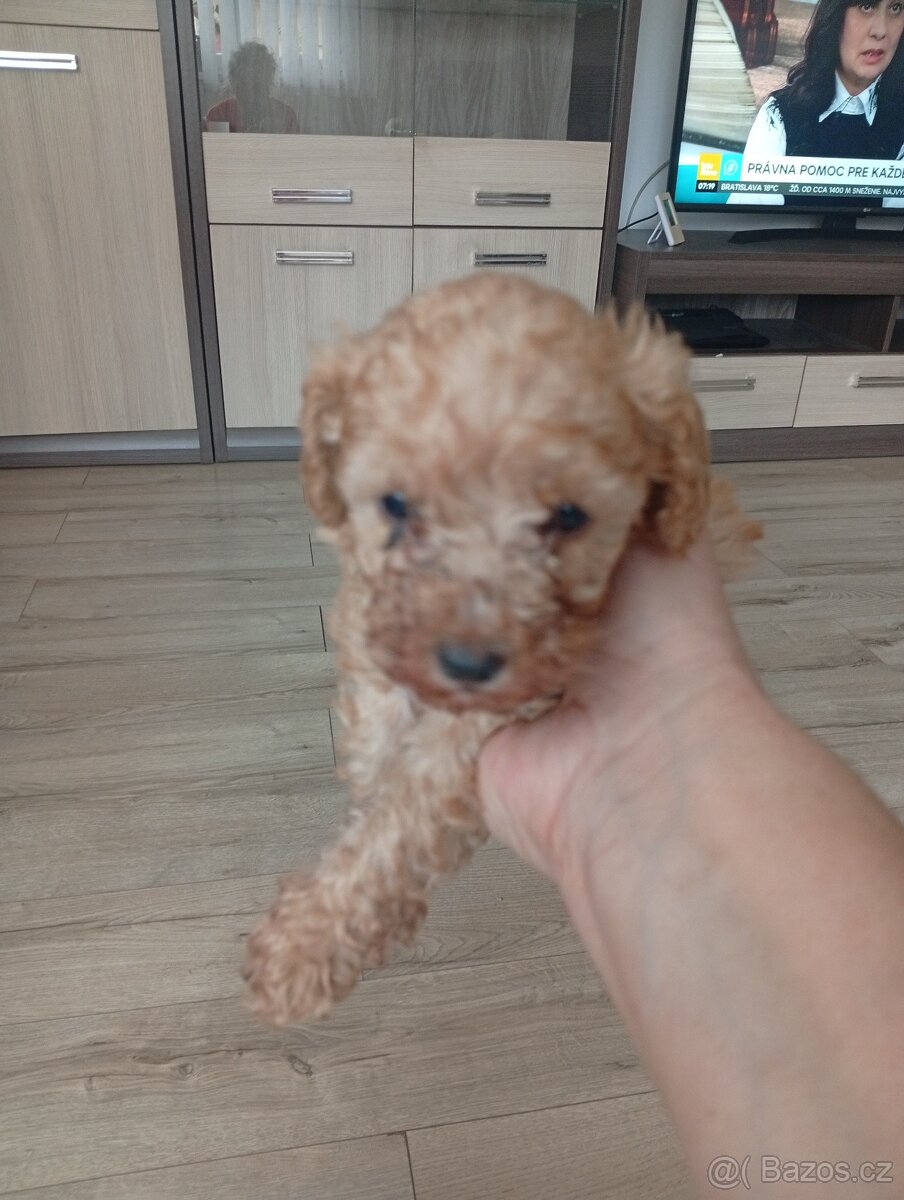 Trpaslíci pudlik - 3