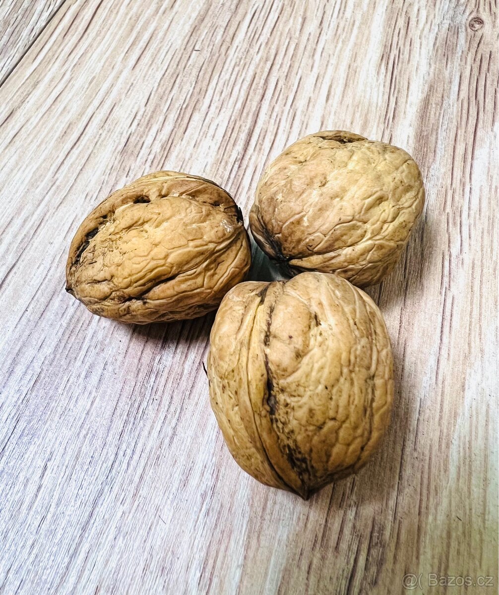 Vlašské ořechy(papírák) - 3