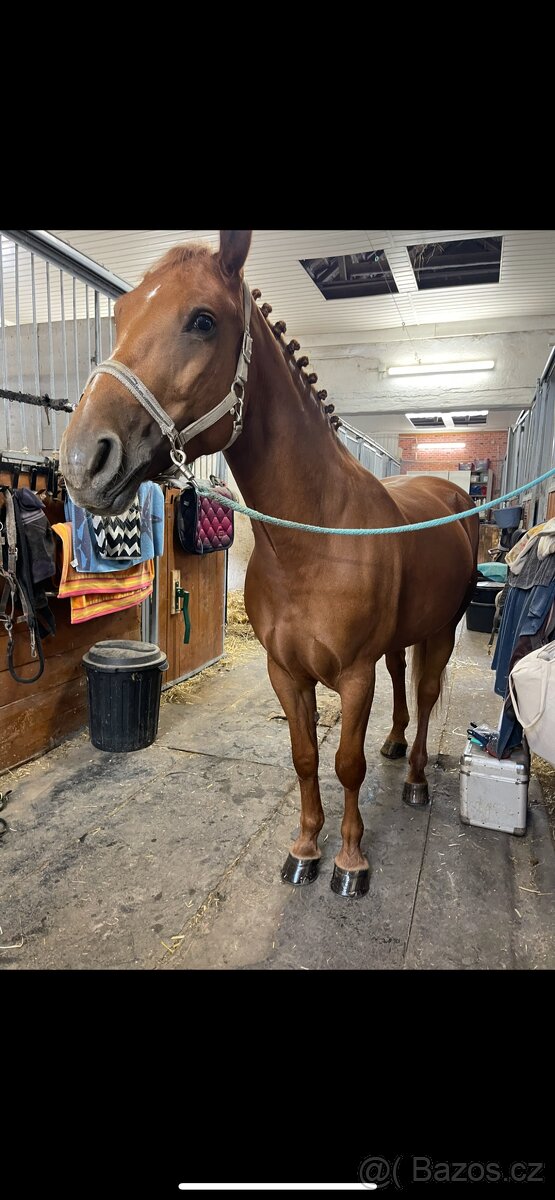 Predám kobylku - 3
