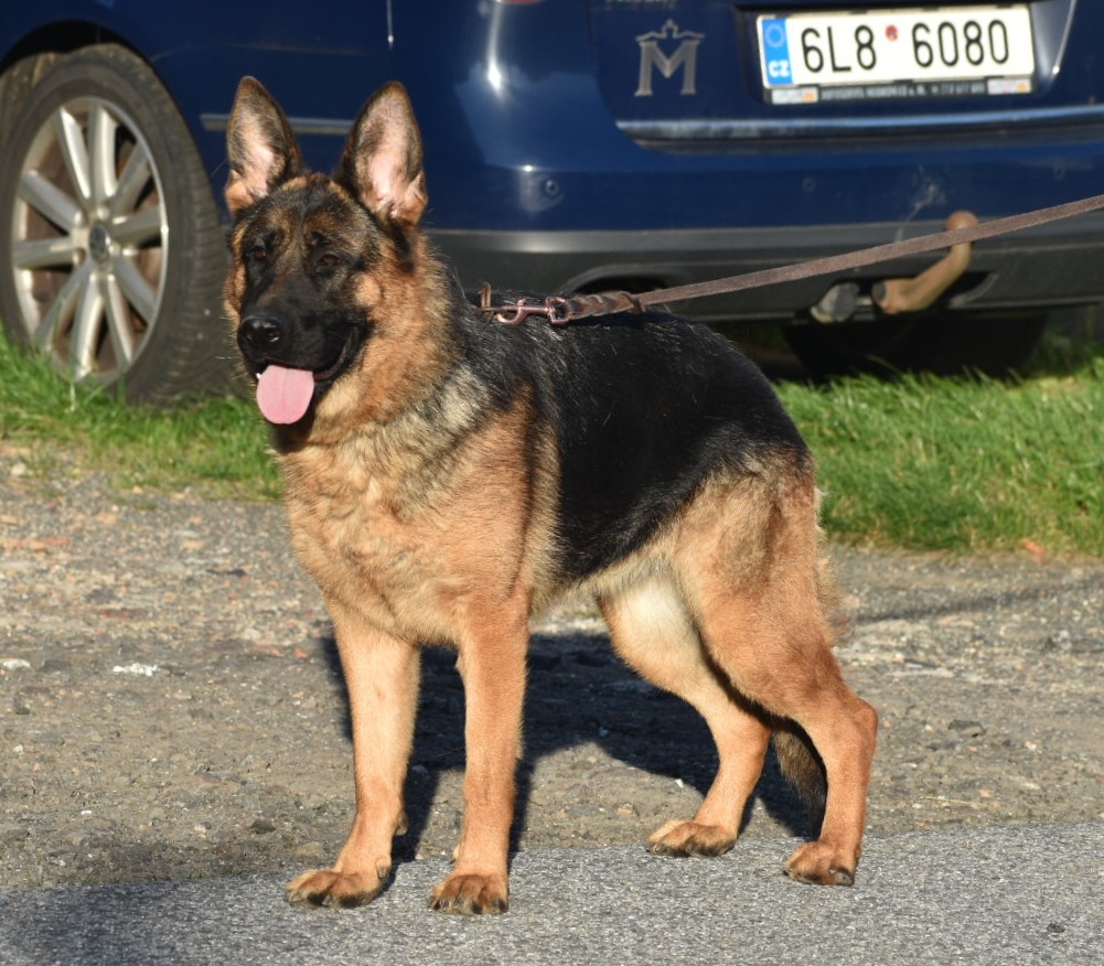 Německý ovčák s PP - 3