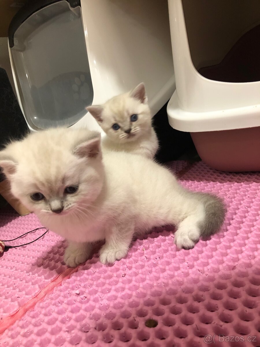 Čistokrevná britská krátkosrstá koťata po rodičích s PP - 3