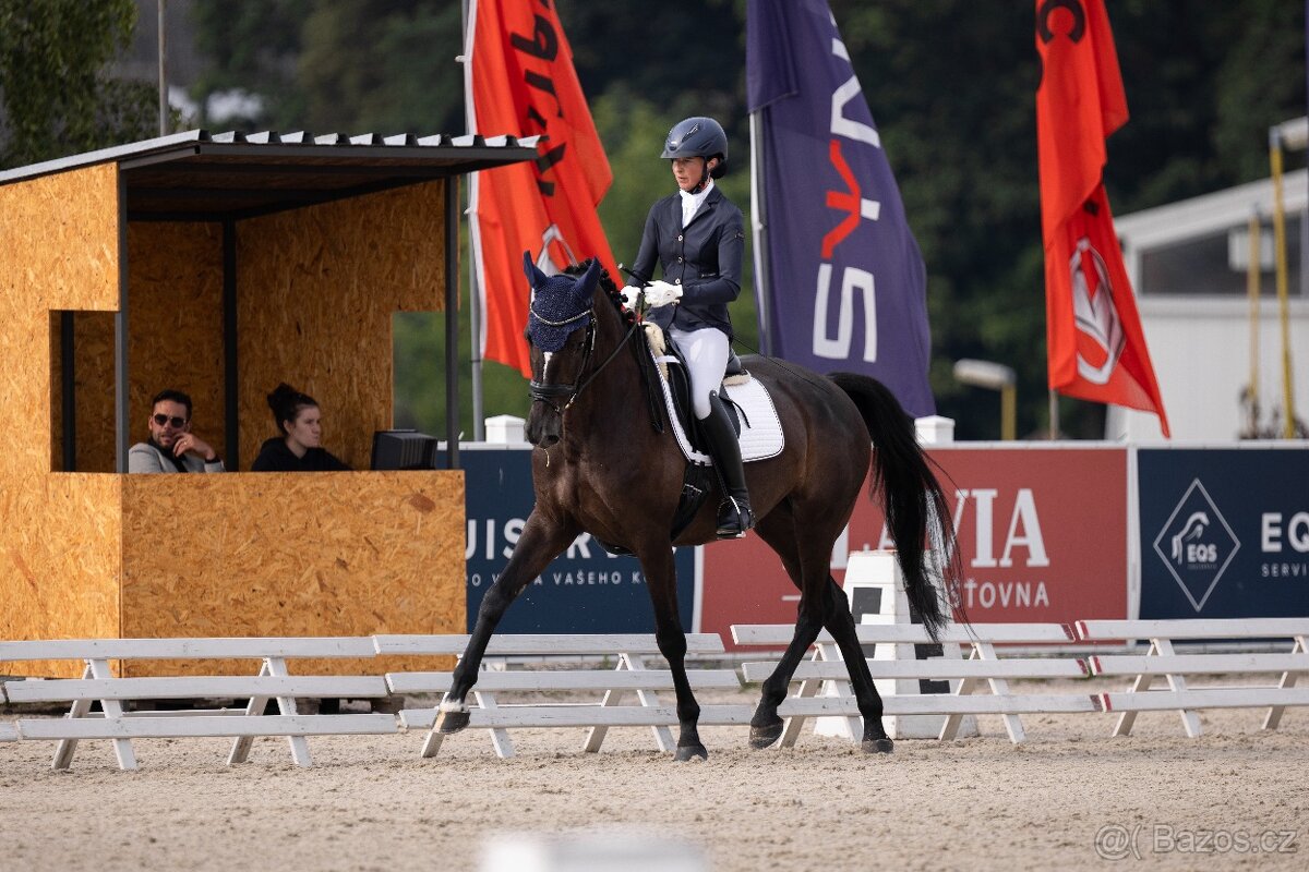 Zkušená drezurní klisna pro dítě či juniora - 3