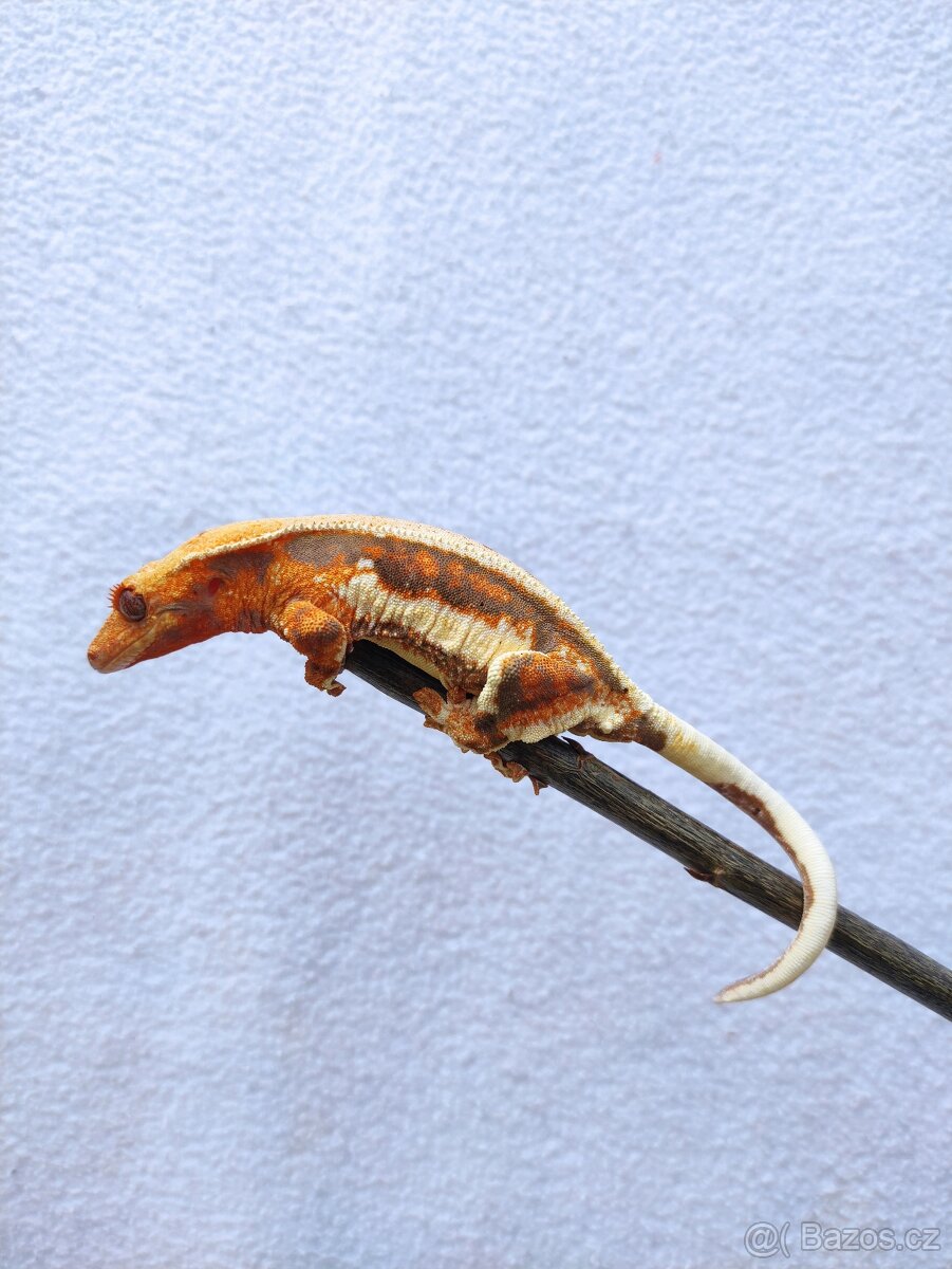 pagekon řasnatý, terárium - 3