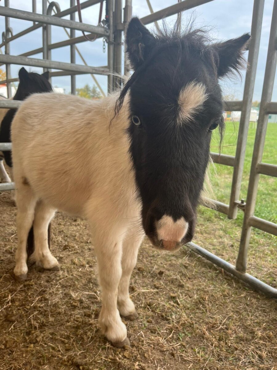 Prodám poníka - 3