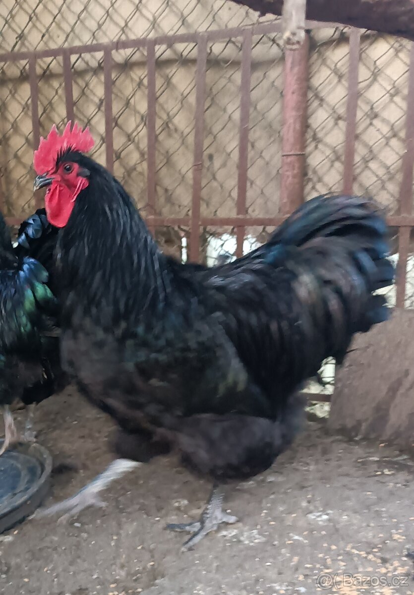 Krásný velký kohout - 3