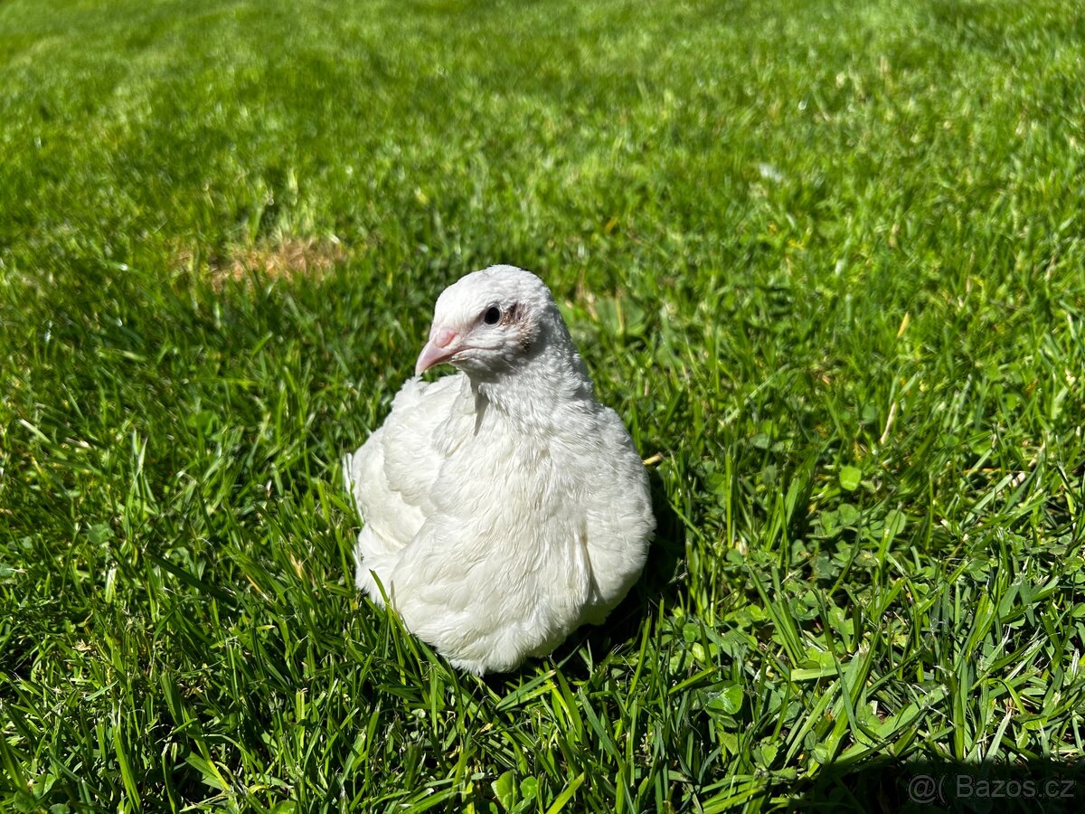 Křepelčí vajíčka - 3