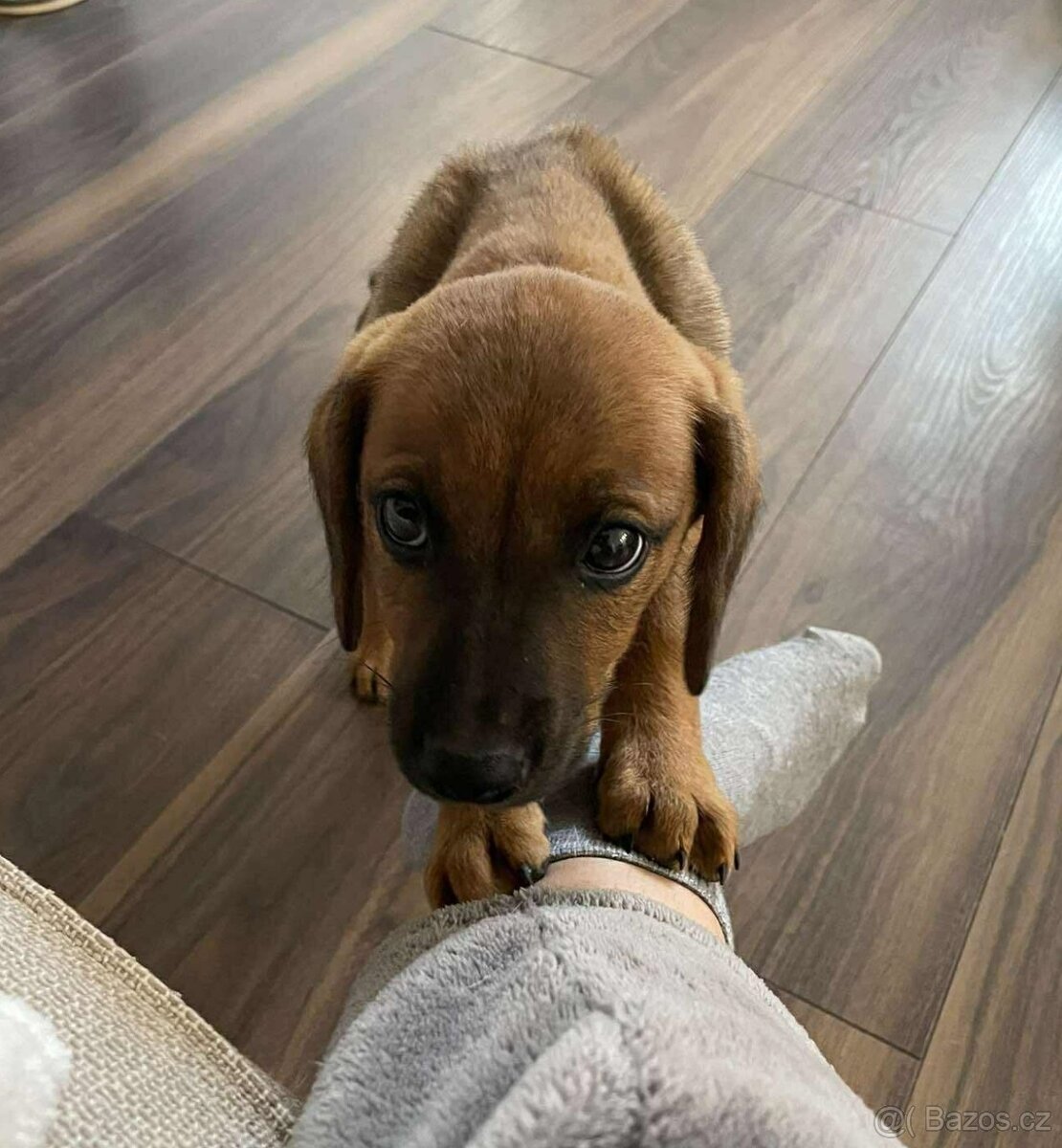 Štěňátko Freya hledá domov - 3