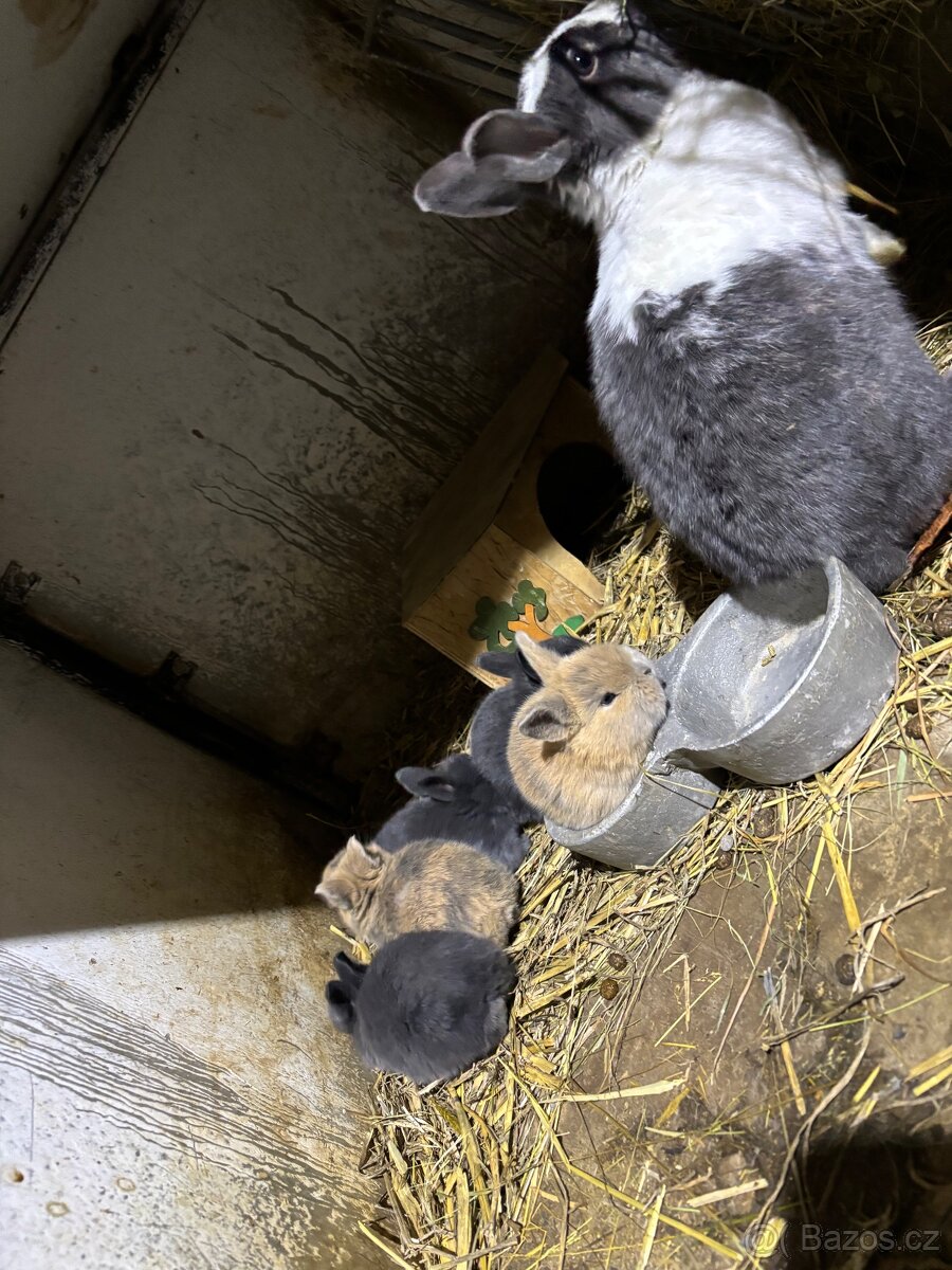 Prodám zakrslé králíky - 3