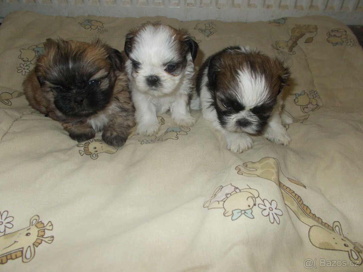 prodám Shih - Tzu - 3