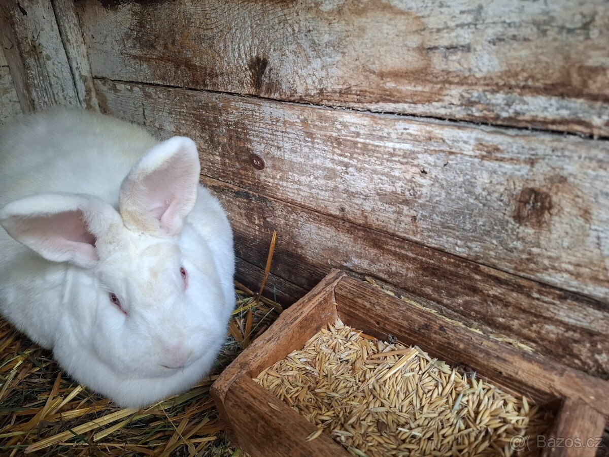 Samičky NB ihned do vhovu - 3