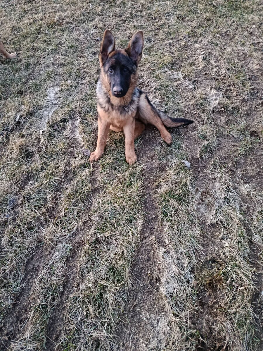 Německý ovčák bez PP - 3
