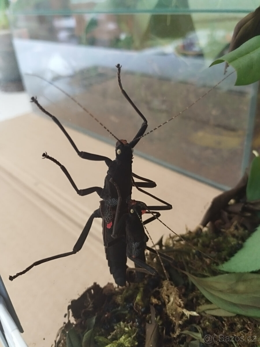 Strašilka ďábelská - 3