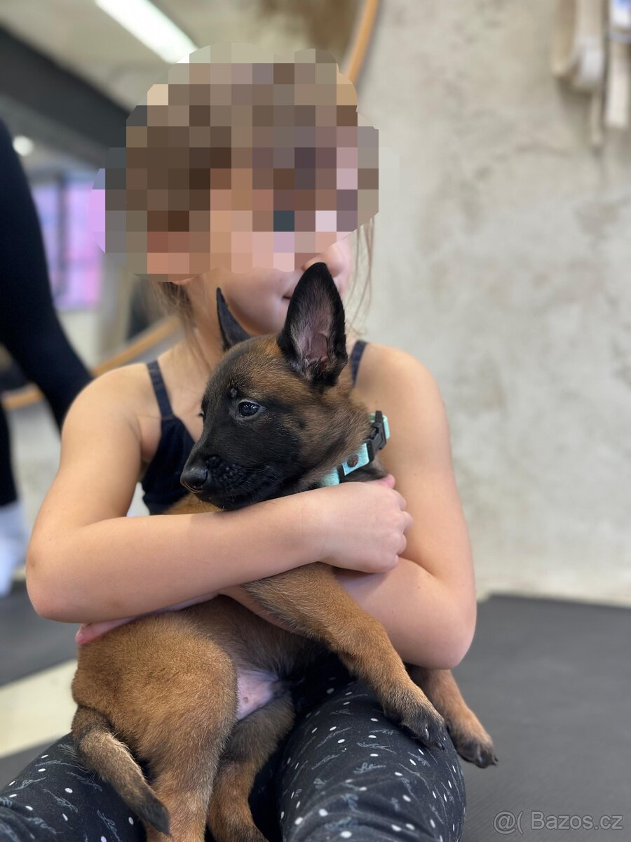Belgický ovčák Malinois s PP - 3