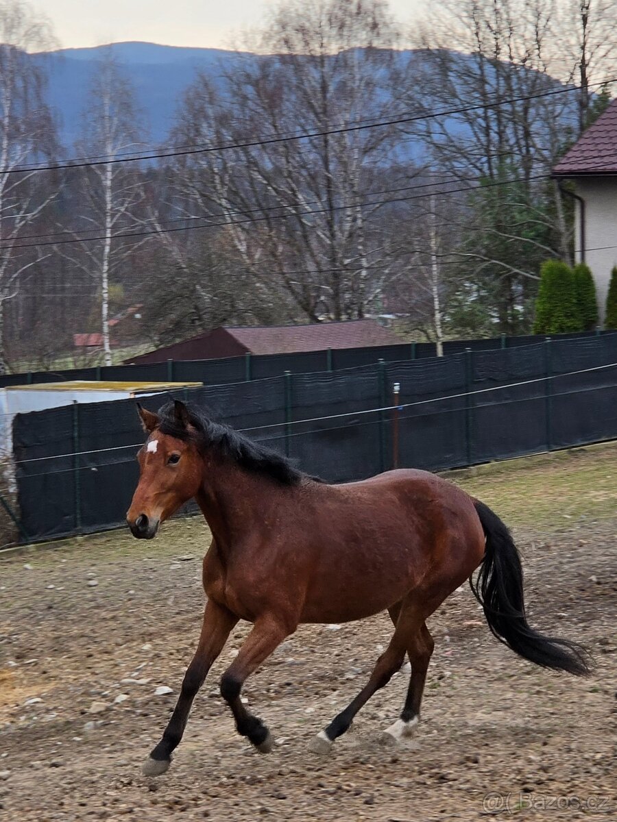 Klisna po ČSP Olly - 3