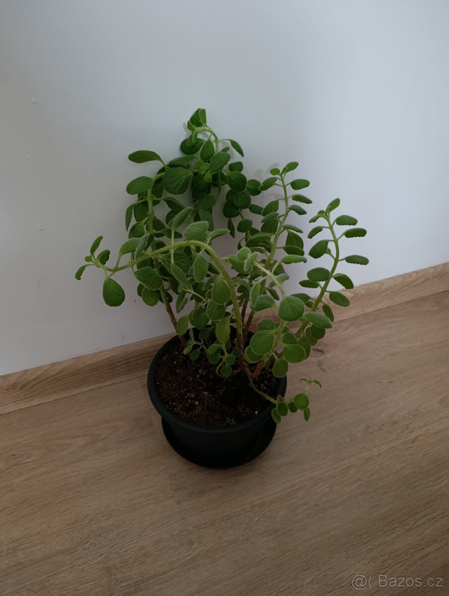 Rýmovník eukalyptový - 3