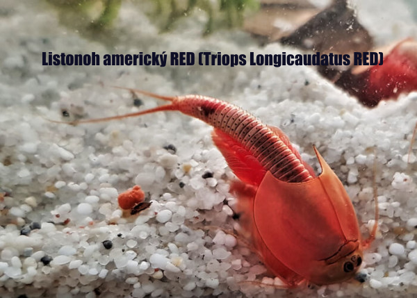 Listonozi - Triops Longicaudatus, Triops Granarius - 3