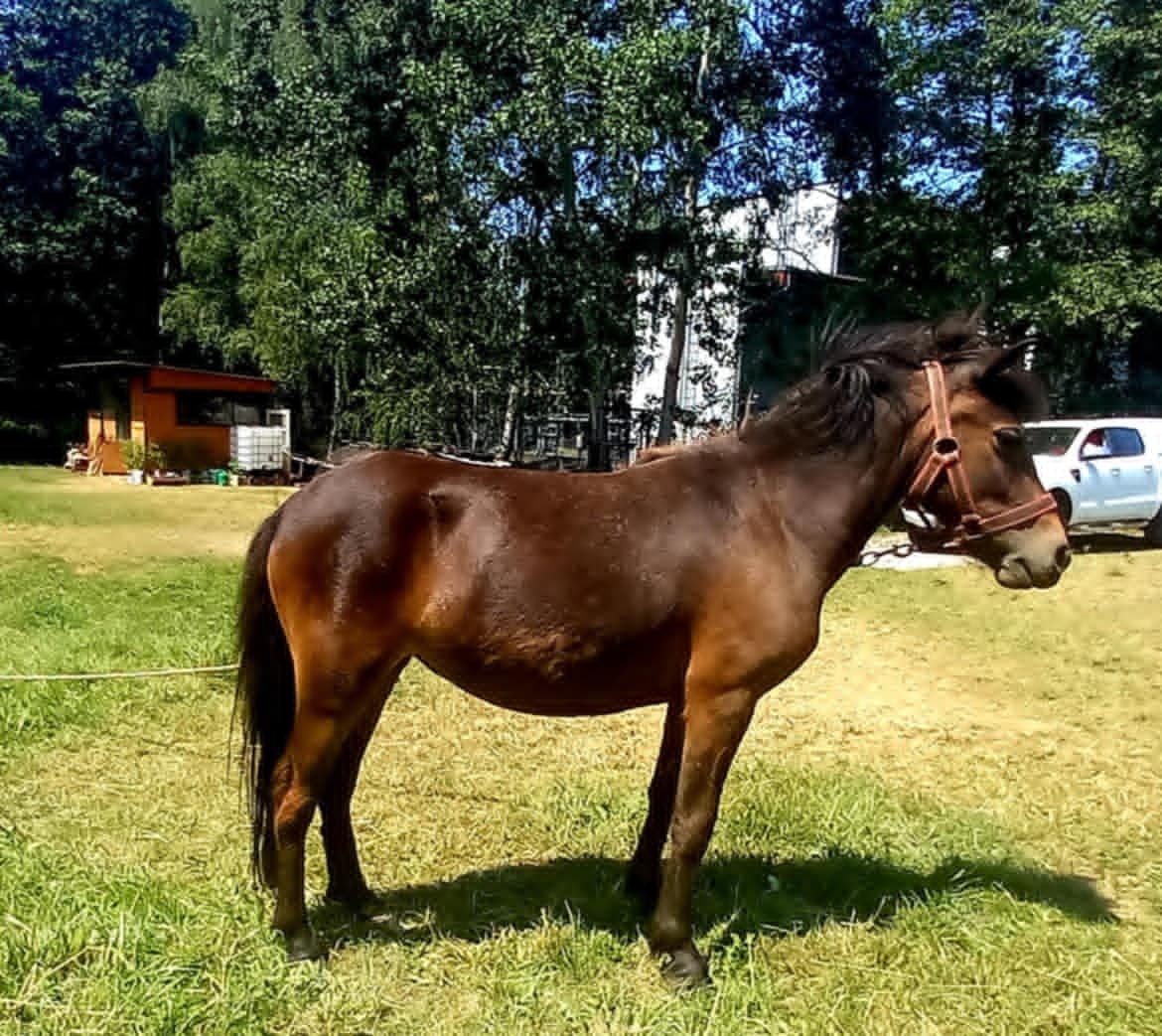 Klisnička pony - 3