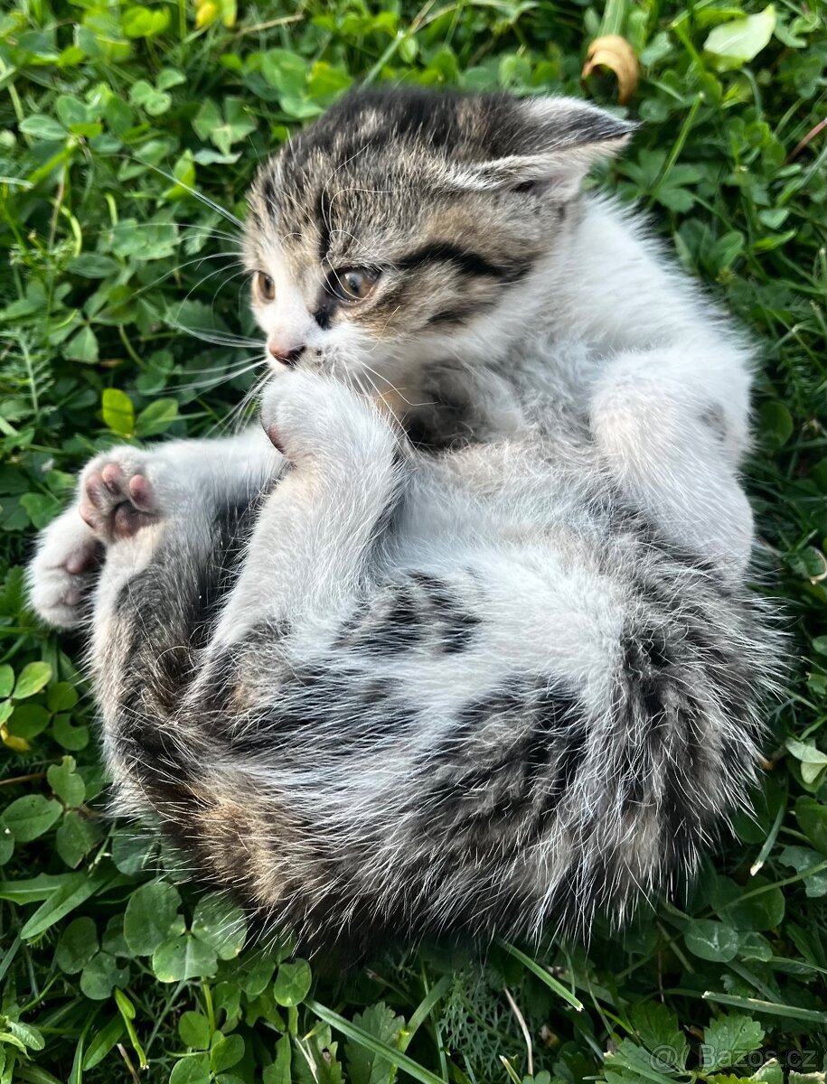 PRODÁM KOTĚ - kocour - 3