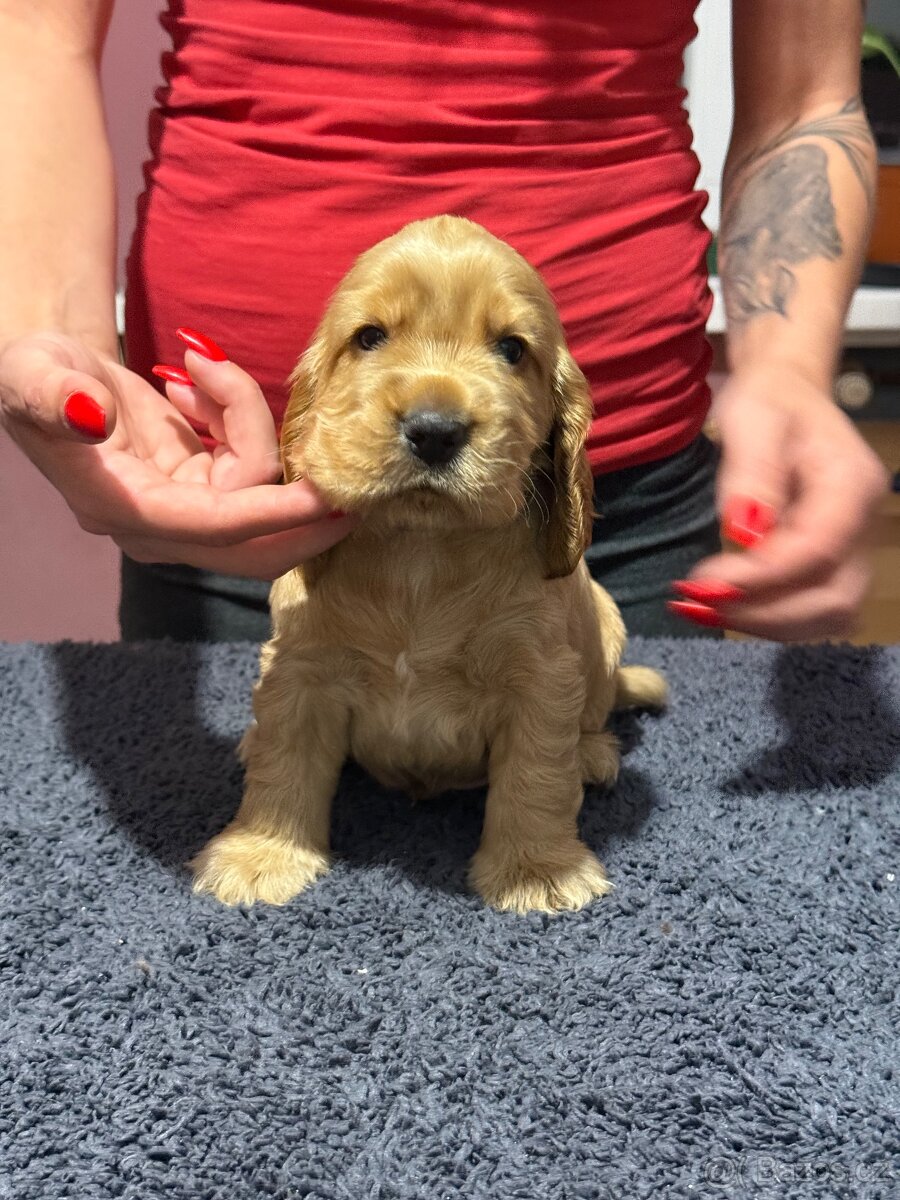 Anglický kokršpaněl s PP - 3