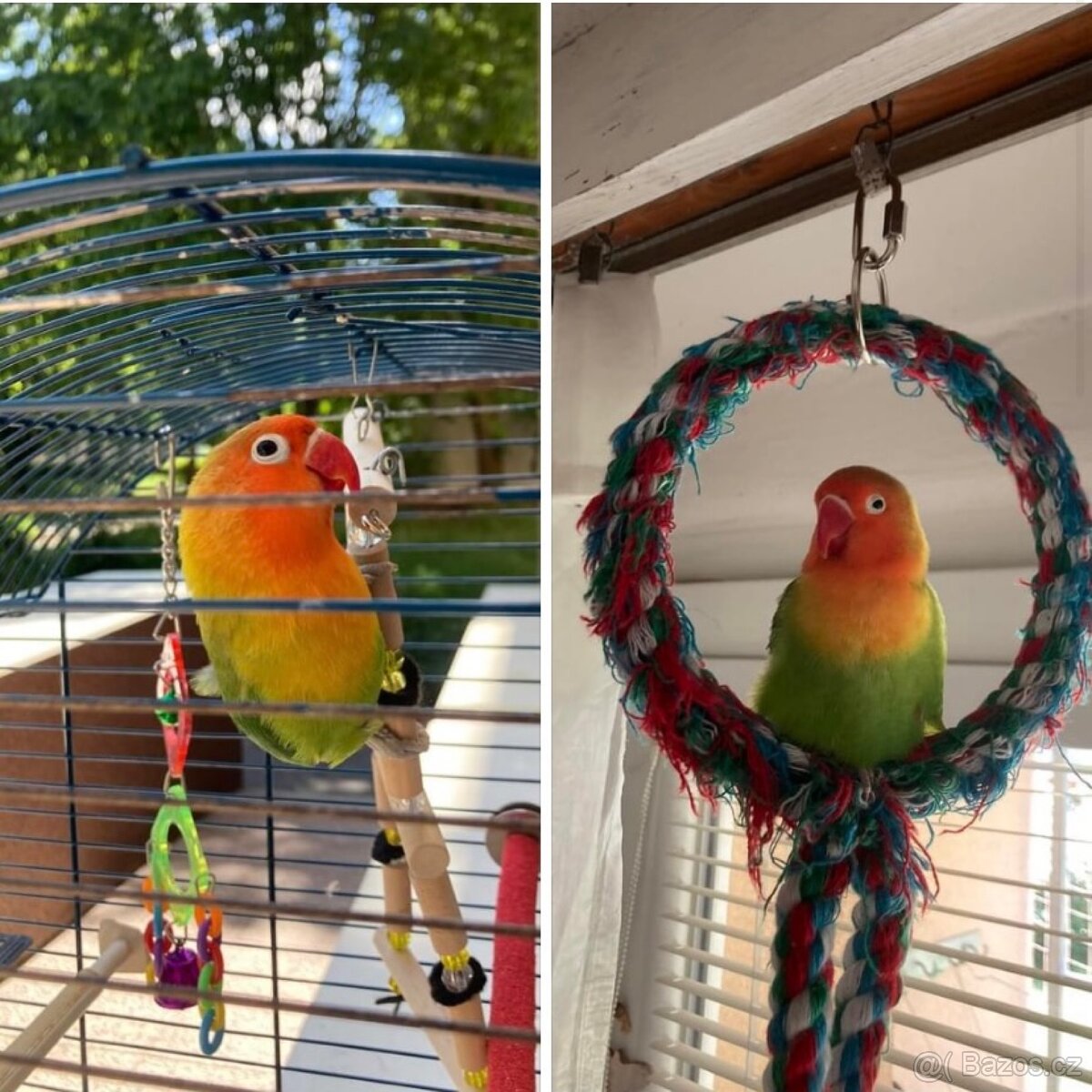 Daruji samičku agapornise - 3