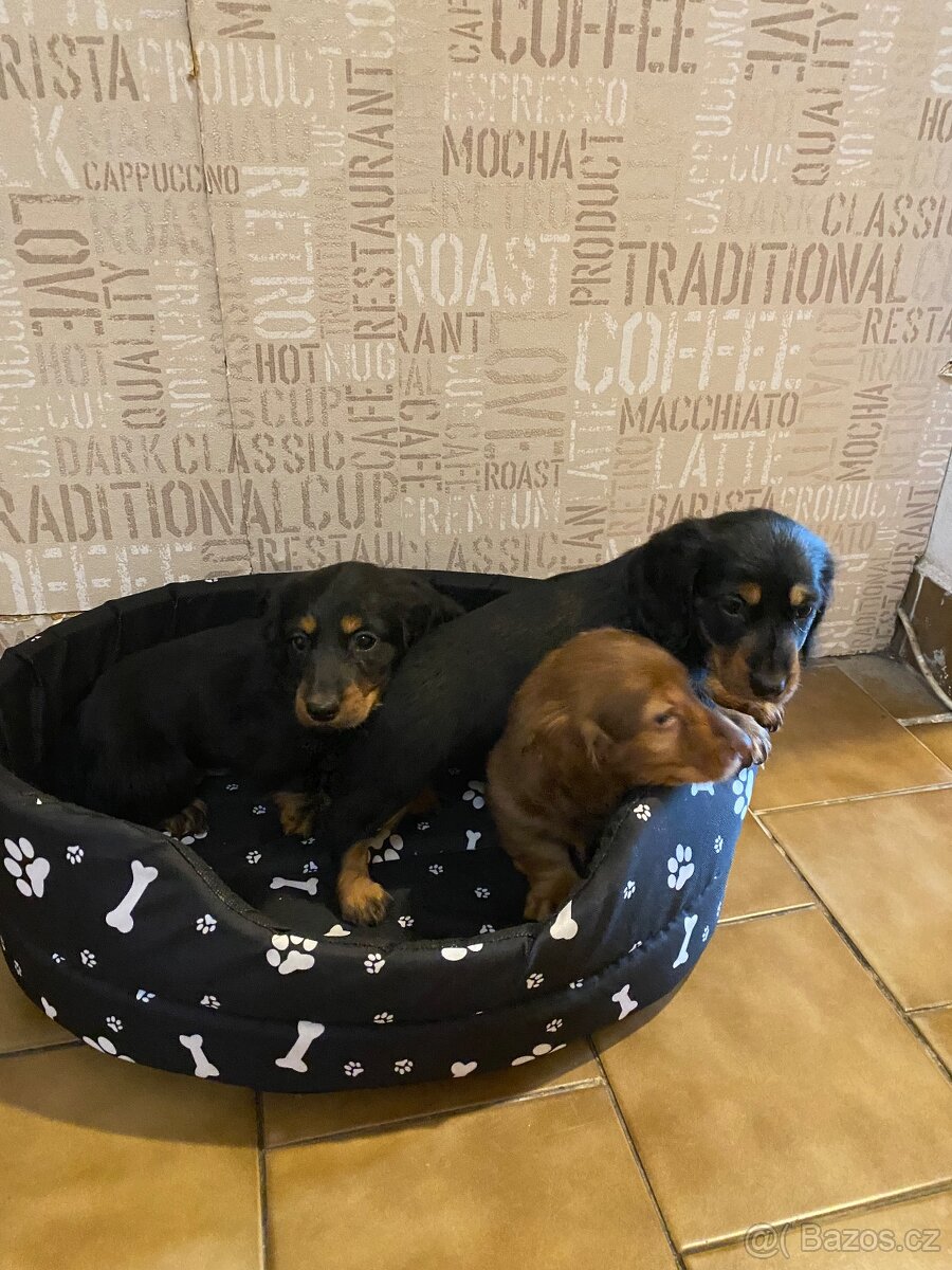 Jezevčík dlouhosrstý trpasličí - 3