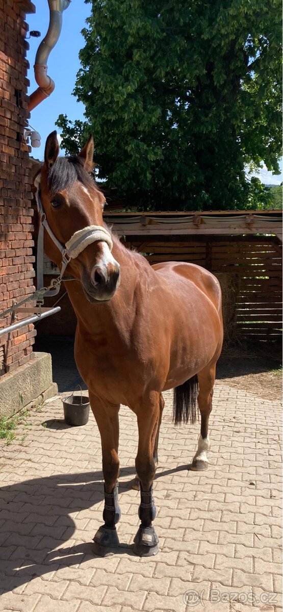 Valach na rekreaci -prodej/pronájem - 3