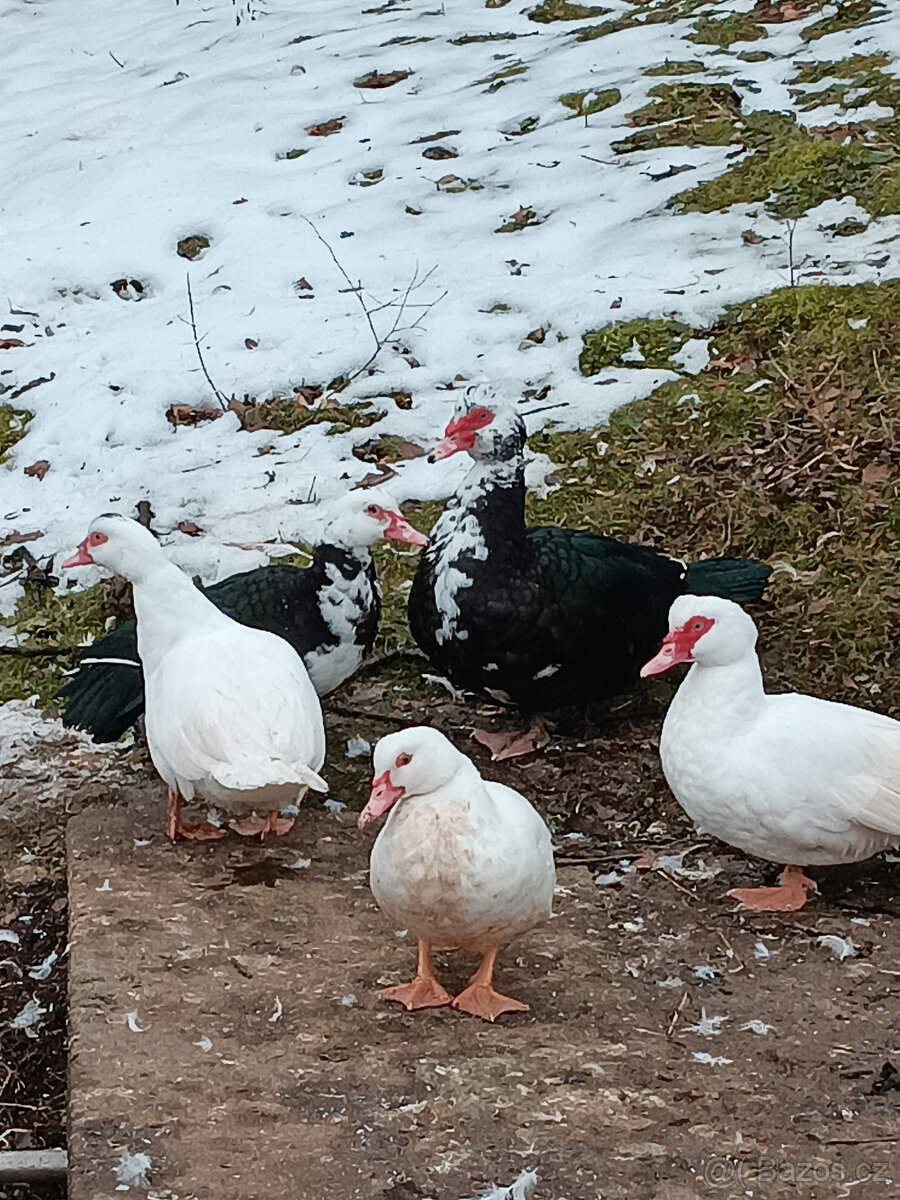 kachna pižmová - 3