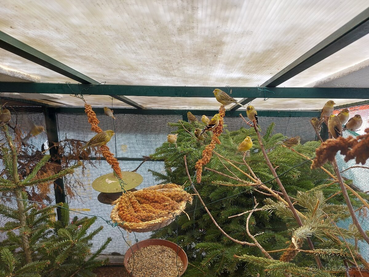 Kanár TIMBRADOS - 3