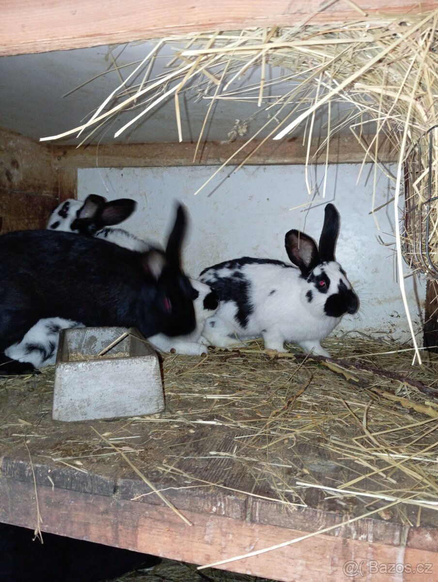 Prodám kralíky - 3