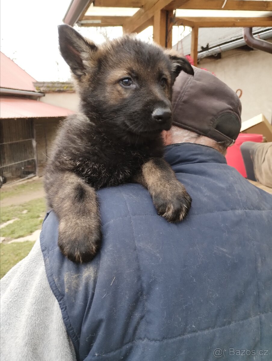Německý ovčák štěňata - 3