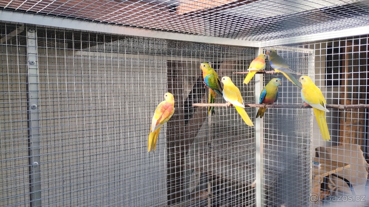 Neoféma tyrkysová - 3