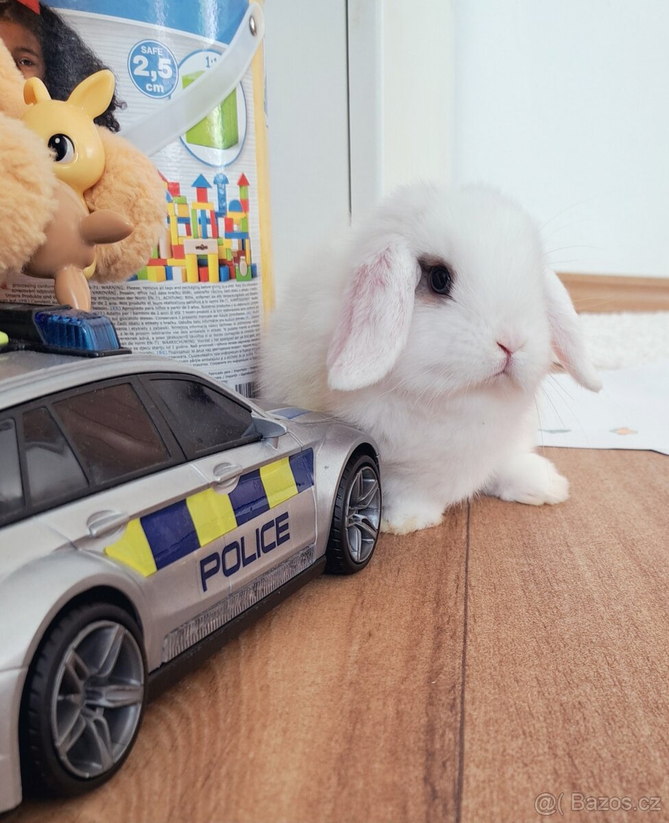 Zakrslý kralíček minilop - 3