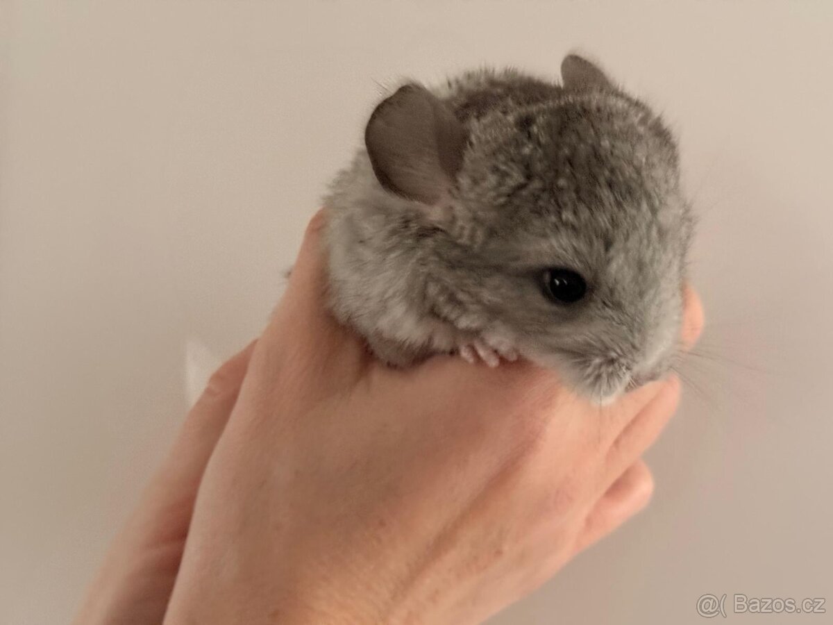 Činčila mládě samičky - 3