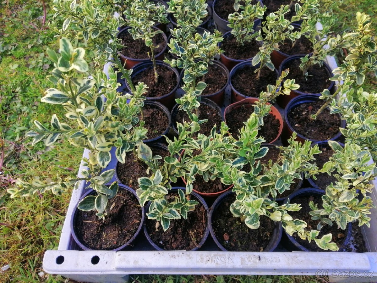 Prodám Buxus a Brslen - 3