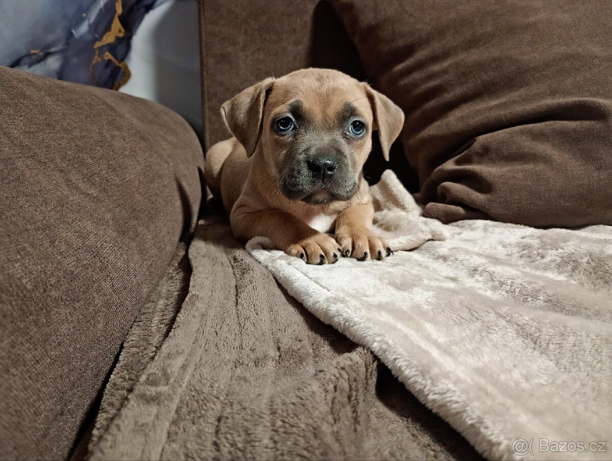 Stafordšírský bulteriér - 3