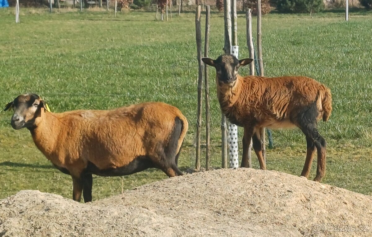 kamerunská ovce jehňata - 3