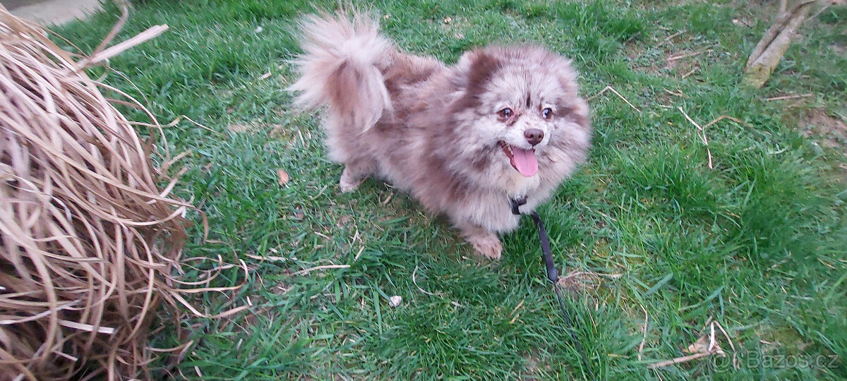 Německý špic pomerian - 3