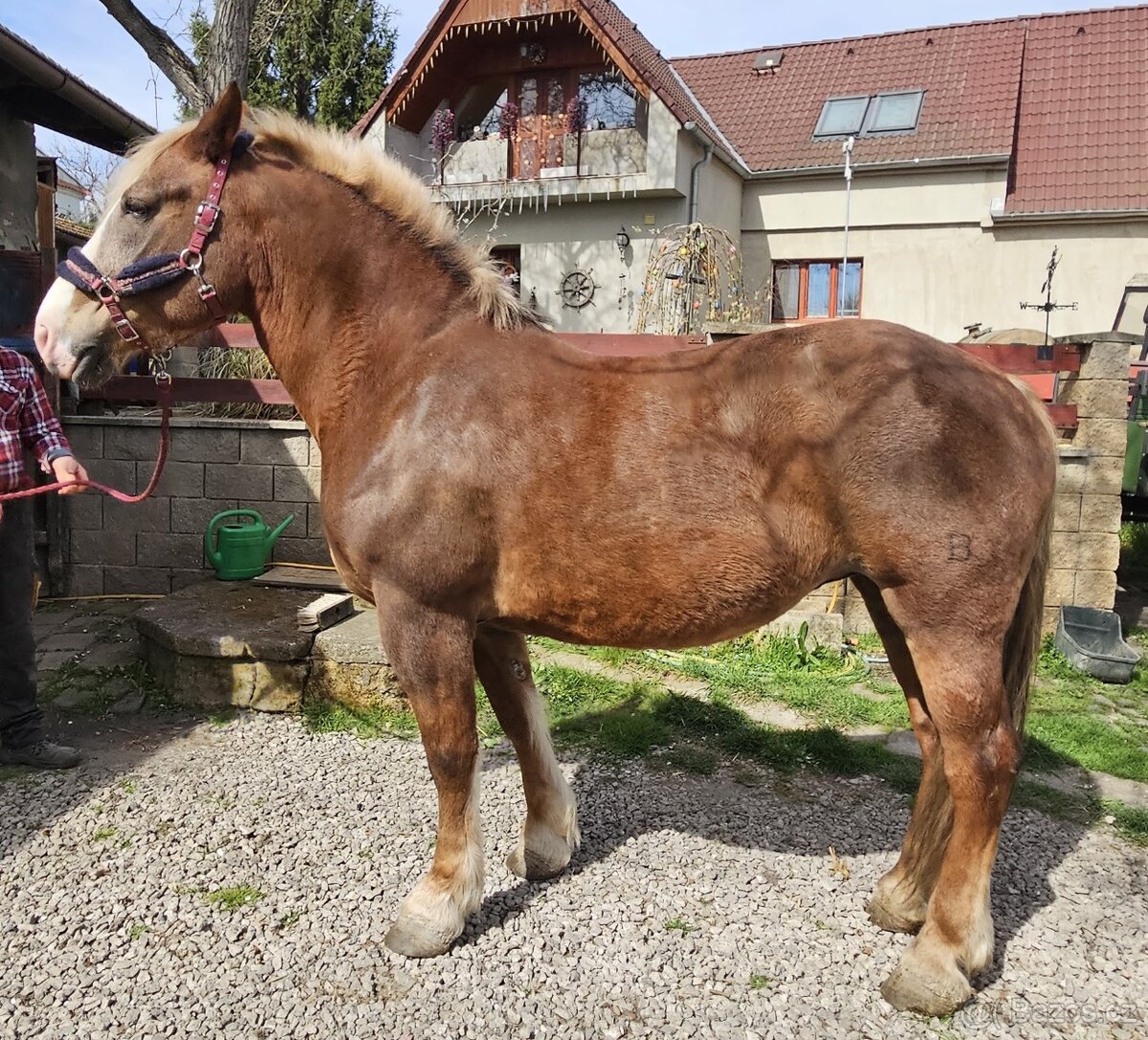 Klisna ČMB Láva - prodám - 3