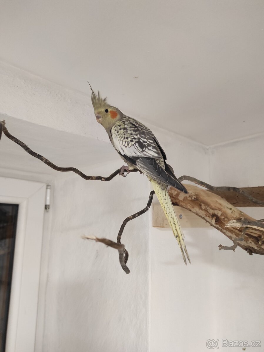 Korely(samečci s DNA testem) - 3