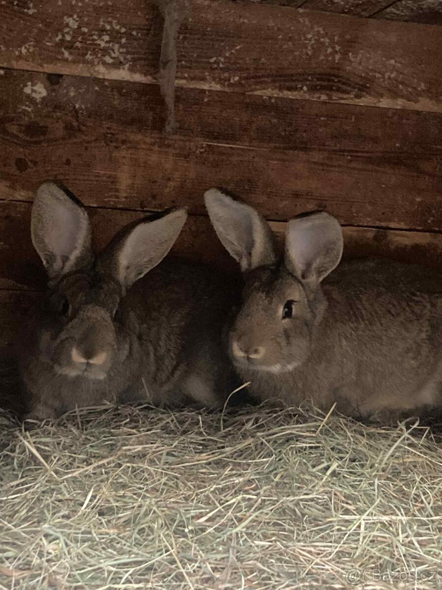 Mladí králíci - 3