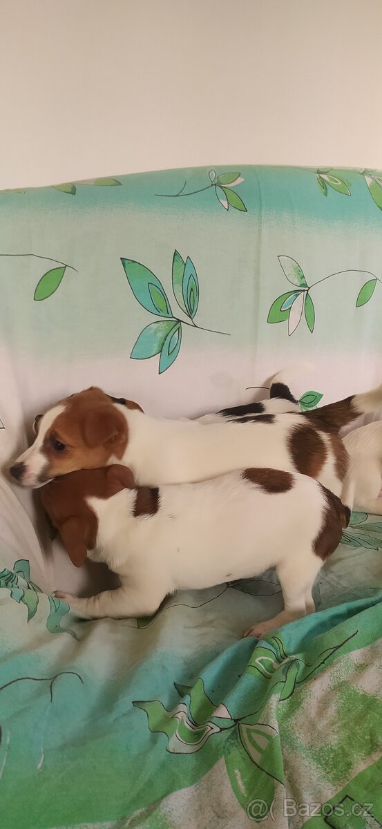 Jack Russell teriér - 3