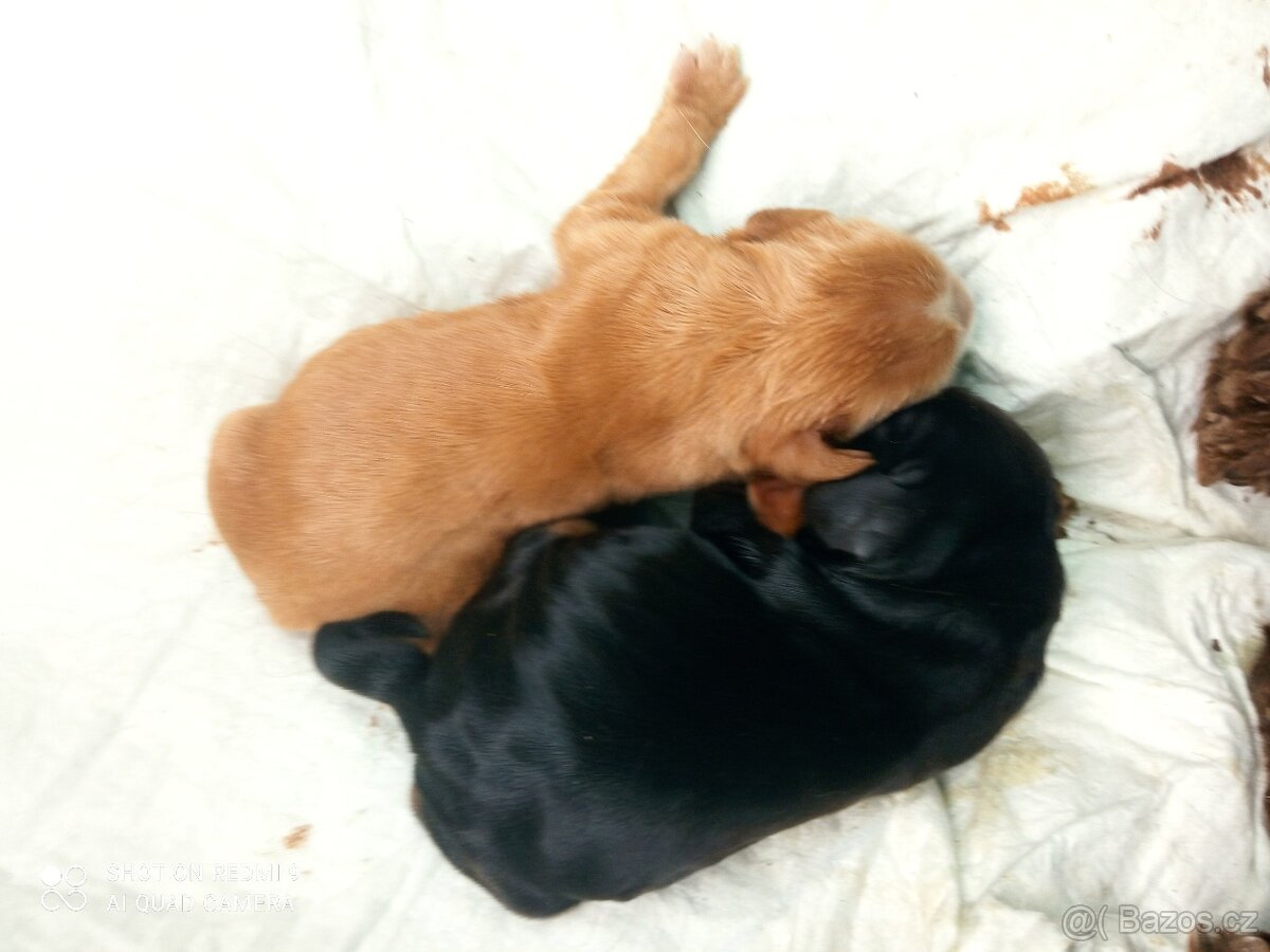 Anglický kokršpaněl zlatá fenka - 3