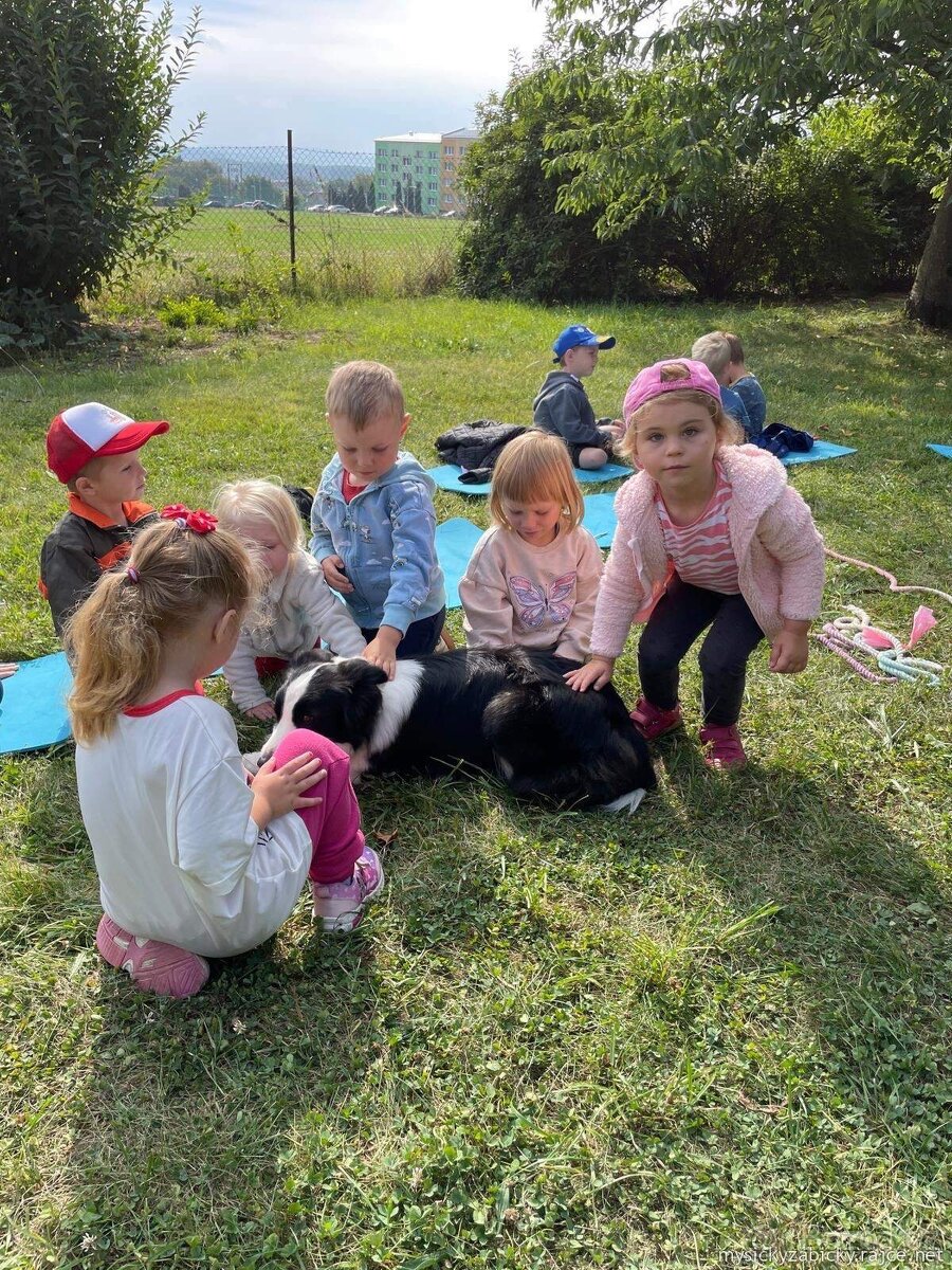 Border kolie s PP, štěňátka - 3