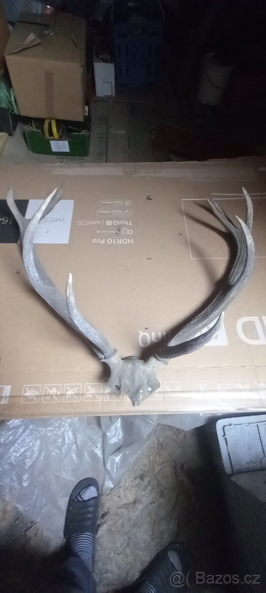 Paroží a trofeje. - 3