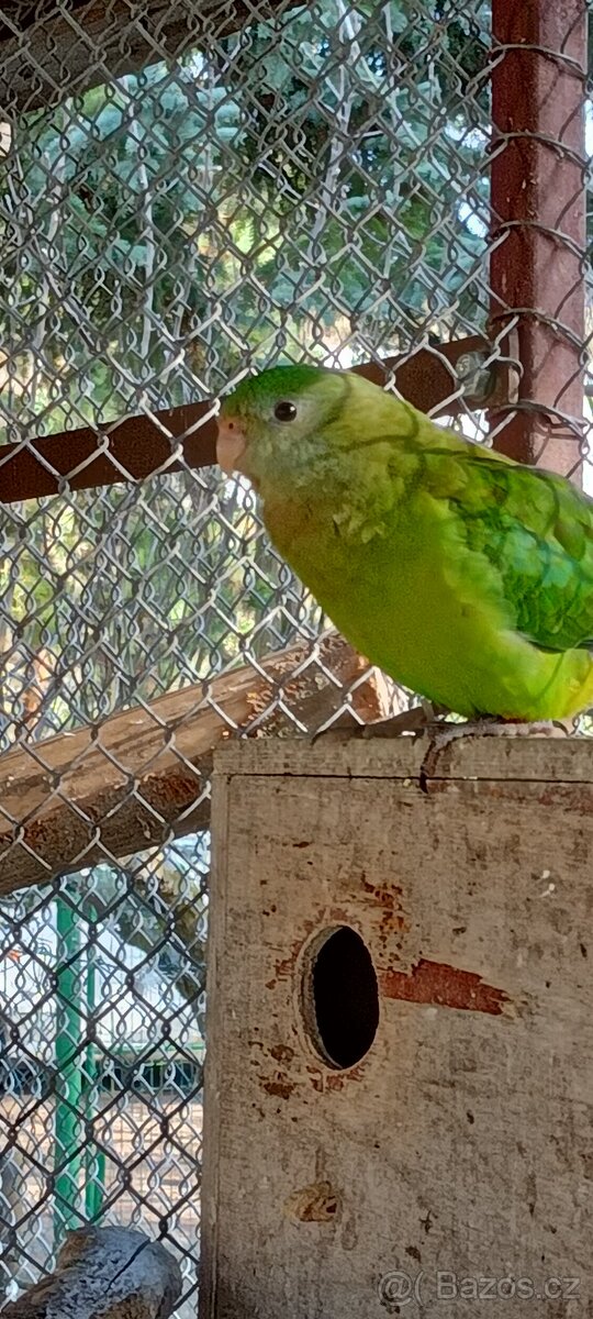 Papoušek nádherný - 3