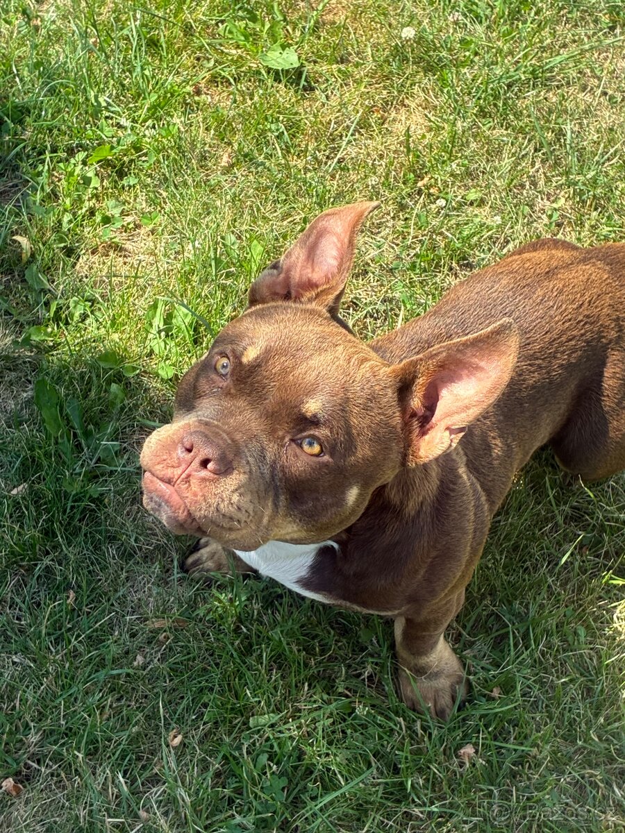 American Bully Micro s PP - 3